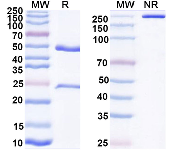 IL1A/IL1F1 Mouse Monoclonal Antibody