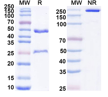 NKG2D Rat Monoclonal Antibody