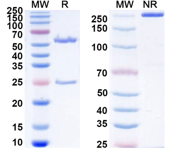 MICA/B Human Monoclonal Antibody
