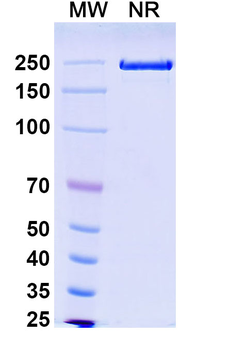 Mouse IgG1 (D265A) kappa Isotype Control Monoclonal Antibody