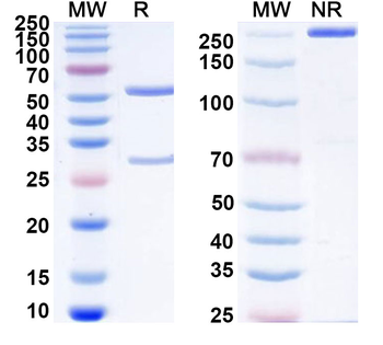 CD172g/SIRPG Mouse Monoclonal Antibody