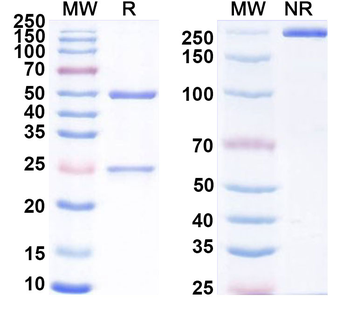 IL23A Mouse Monoclonal Antibody