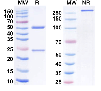 Ly6g/Ly-6G.1 Rat Monoclonal Antibody