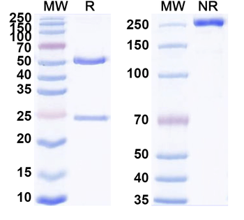 CD274/PD-L1/B7-H1 Rat Monoclonal Antibody