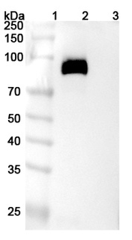 CD230 Mouse Monoclonal Antibody