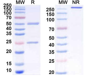 CD205/LY75 Rat Monoclonal Antibody