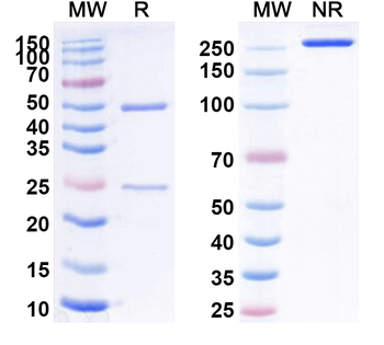 TNC Mouse Monoclonal Antibody