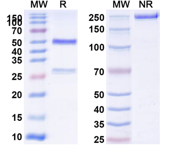 CD51/ITGAV/ITGB6 Rat Monoclonal Antibody