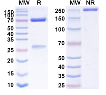 CD26/DPP4 Mouse Monoclonal Antibody