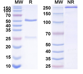 CD11a/ITGAL Rat Monoclonal Antibody