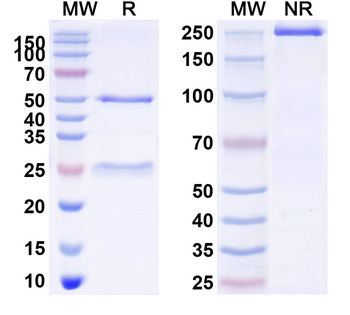 CD8a/Lyt2 Rat Monoclonal Antibody