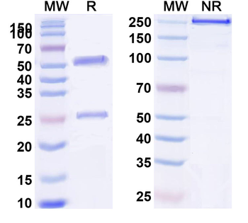 Rat IgG2a kappa Isotype Control Monoclonal Antibody