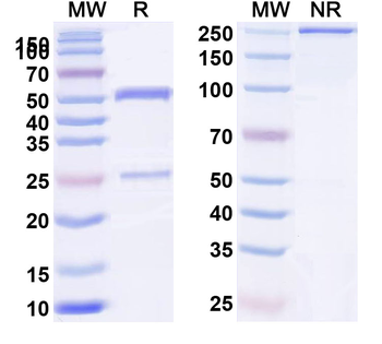 Rat IgG2a kappa Isotype Control Monoclonal Antibody