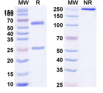 Mouse IgG3 Isotype Control Recombinant Antibody