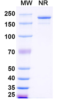 Human IgG3 Isotype Control Recombinant Antibody