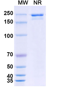 Human IgG2 Isotype Control Recombinant Antibody