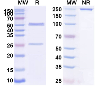 ACVR2A/ACVR2B Human Recombinant Antibody