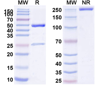 CD70 Mouse Monoclonal Antibody