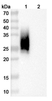 CD47/MER6 Mouse Monoclonal Antibody