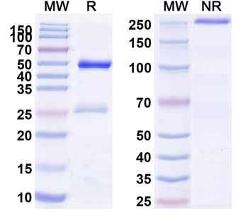 Cd209b Rat Monoclonal Antibody