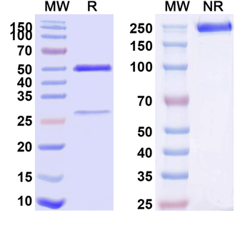 CD49f/ITGA6 Mouse Monoclonal Antibody