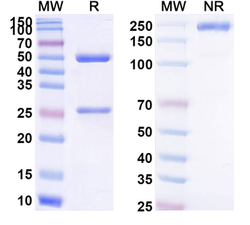 CD3E Mouse Monoclonal Antibody