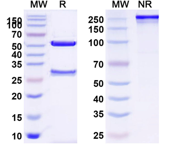 CD319/SLAMF7 Human Monoclonal Antibody