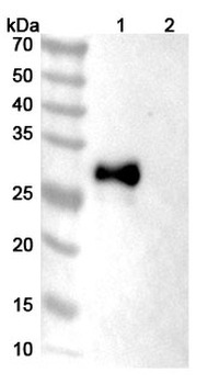 CD305/LAIR1 Mouse Monoclonal Antibody