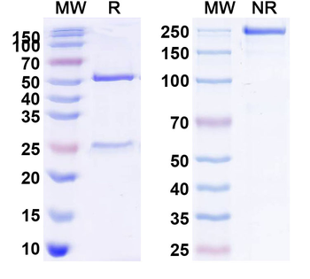 CD272/BTLA Human Monoclonal Antibody