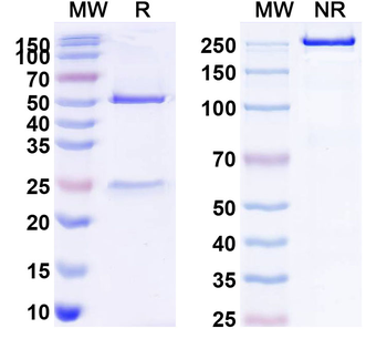 CD258/TNFSF14/LIGHT Mouse Monoclonal Antibody