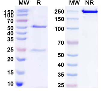 CD256/TNFSF13 Human Monoclonal Antibody