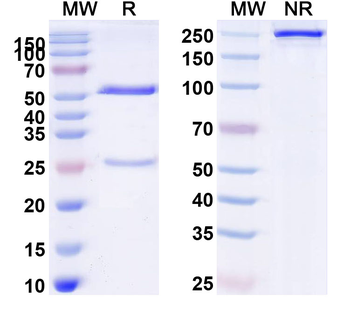 CD217/IL17RA Human Monoclonal Antibody
