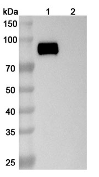 CD213a2/IL13RA2 Mouse Monoclonal Antibody