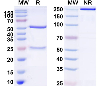 CD213a1/IL13RA1 Human Monoclonal Antibody