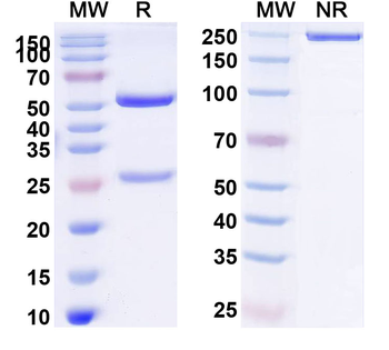 CD16b/FCGR3B Mouse Monoclonal Antibody