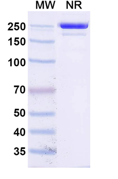 CD154/CD40LG/TNFSF5 Human Monoclonal Antibody
