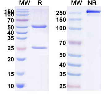CD154/CD40LG/TNFSF5 Mouse Monoclonal Antibody