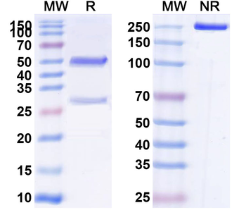 IL4 receptor complex Mouse Monoclonal Antibody