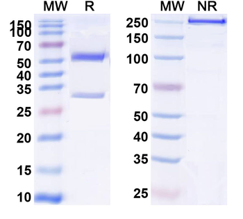 CD124/IL4R Human Monoclonal Antibody