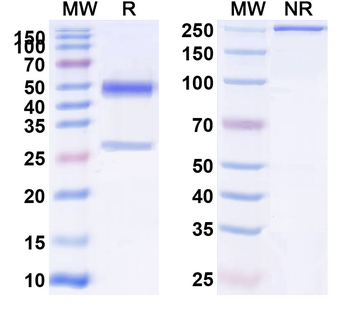 CHRNA1, ACHRA Mouse Monoclonal Antibody