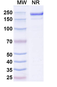 CLDN18.2 Mouse Monoclonal Antibody