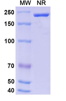 EPOR Mouse Monoclonal Antibody