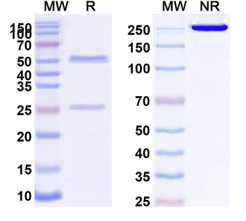 HLA-DP Monomorphic Mouse Recombinant Antibody