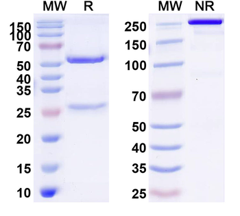 IFNAR1 Human Monoclonal Antibody