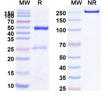 IL1RL1/ST2 Human Monoclonal Antibody