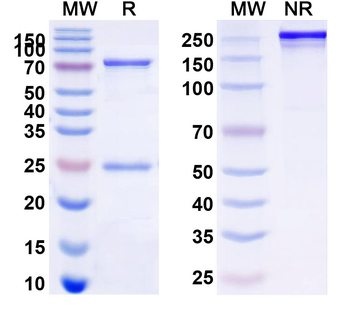 PCSK9 Human Monoclonal Antibody