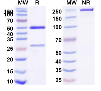 PRLR Human Monoclonal Antibody