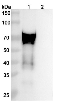 CD110/MPL Mouse Monoclonal Antibody