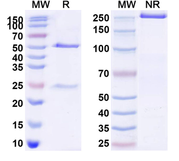 Peluntamig Human Monoclonal Antibody