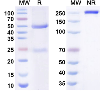 Betinukibart Human Monoclonal Antibody